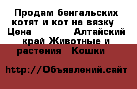 Продам бенгальских котят и кот на вязку › Цена ­ 10 000 - Алтайский край Животные и растения » Кошки   